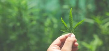 Maconha afeta formação de óvulos em mulheres, mostra novo estudo