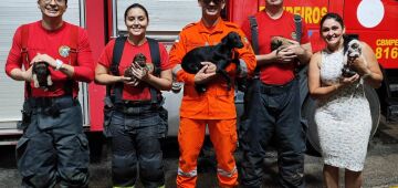 Agreste: cinco cães filhotes são resgatados por bombeiros durante incêndio em residência
