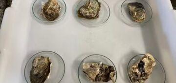 Ecstasy e Cocaína: especialistas afirmam que as drogas estão poluindo ambientes marinhos