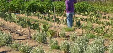 Banco do Brasil renegociou R$ 1,8 bilhão de dívidas de produtores rurais do RS