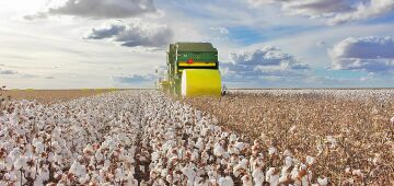Nordeste amplia cultivo de algodão e desafia eixo Centro-Oeste