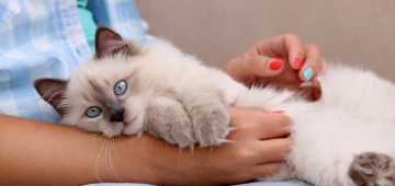 Pesquisa da UFRPE revela como a convivência com gatos reduz estresse e solidão