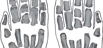 Novos fósseis encontrados no Quênia podem ajudar a esclarecer a origem das mãos humanas; entenda