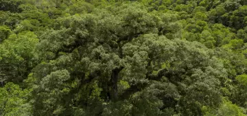 Mata Atlântica perde 2,4 milhões de hectares em 40 anos