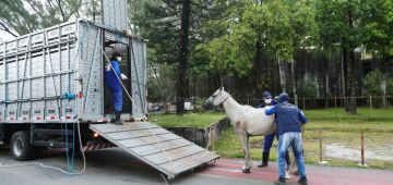 Prefeitura do Recife resgata cavalos em operação contra maus-tratos aos animais