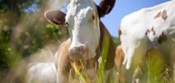 Nova variante da gripe detectada na China preocupa cientistas e levanta temor de nova pandemia