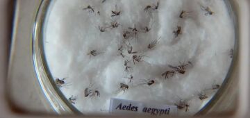 Pesquisa do Butantan padroniza nomenclatura de vírus da dengue