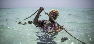 Cultivo de esponjas marinhas é salva-vidas para as mulheres de Zanzibar