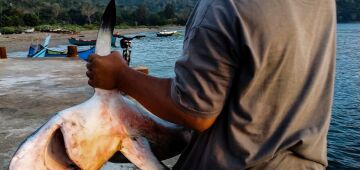 Reunião sobre vida selvagem mundial discute proteção a tubarões e venda de chifres de rinocerontes