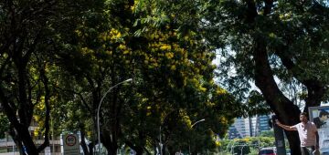 COP30: Brasil lança plano nacional para aumentar arborização urbana