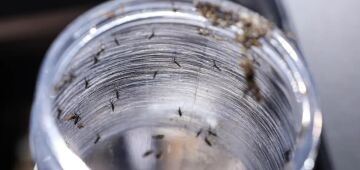 Ministério da Saúde intensificará mobilização contra dengue no Brasil