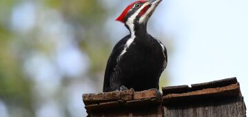 Estudo revela como pica-paus suportam impactos 400 vezes mais fortes que a gravidade