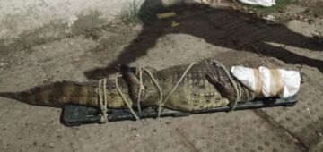 Jacaré é resgatado por policiais em via pública em Olinda