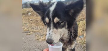 Cadela com sinais de maus-tratos e corte profundo no pescoço é resgatada em Bezerros, no Agreste