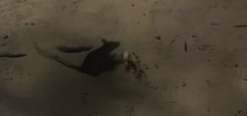 Corredora flagra 'briga inusitada' entre gabirus e maria-farinha em Boa Viagem; veja o vídeo