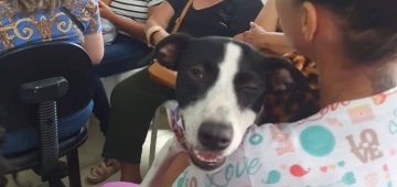 Ampavoz realiza castrações gratuitas de cães e gatos no Recife