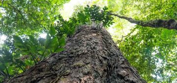 COP30: Grupo BID lança "Amazônia para Todos" para democratizar financiamento sustentável