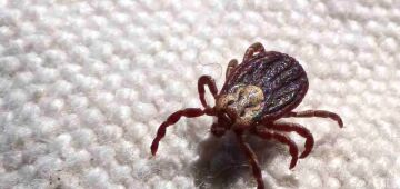 Febre maculosa causa mais duas mortes no interior de São Paulo