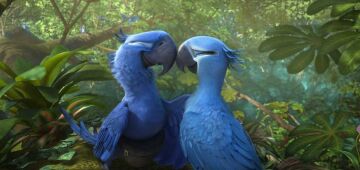 Ararinha-azul: espécie ameaçada de extinção ganhou destaque após 'estrelar' filme 'Rio'