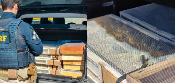 Irmãos são detidos pela PRF ao transportar mais de 400 pássaros silvestres no Agreste de Pernambuco