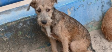 Cãozinho desaparecido: Teco foi visto pela última vez no Parcão Lagoa do Araçá 