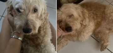 Tutora pede ajuda para localizar o poodle Sheik; cão é cardiopata e toma medicação