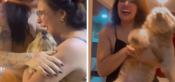 Sheik encontrado! Cãozinho estava desaparecido desde o dia 27 de outubro