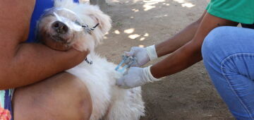 Olinda promove segundo dia da Campanha Nacional de Vacinação Antirrábica Animal neste sábado (8)