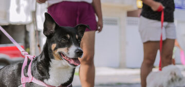 Cabo de Santo Agostinho realiza vacinação antirrábica neste sábado (8)