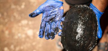 Moradores do Ibura se unem para resgatar animais de canal após suposto vazamento de combustível 