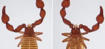 Duas novas espécies de "escorpião fake" são encontradas na Austrália, entenda