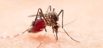 Cheiro? Temperatura? Entenda por que algumas pessoas atraem mosquitos e outras não