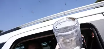 Aldeia em Pesqueira terá mosquitos estéreis liberados para frear reprodução do Aedes aegypti