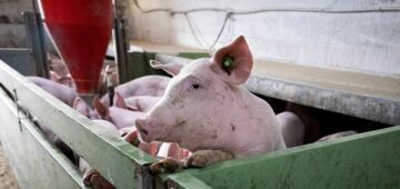 Governo espanhol "não exclui" que origem do surto de peste suína africana seja fuga de laboratório