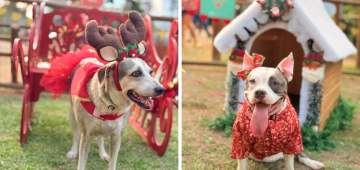 Shopping realiza evento de Natal para cães no Recife; no local também terá pets para adoção