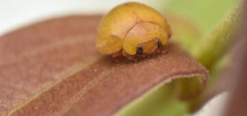 Amarela e sem manchas: nova espécie de joaninha é descoberta na Caatinga