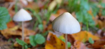 Estudo mapeia como a psilocibina remodela circuitos cerebrais ligados à depressão