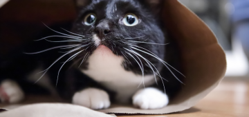 Cuidados com seu animal no fim do ano: oito em cada dez pets sofrem com poluição sonora do Réveillon