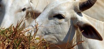 Bois exportados vivos: ONGs denunciam precariedade e riscos ambientais