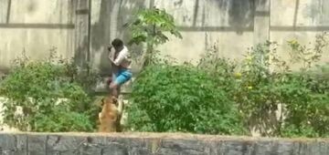 O que se sabe sobre o caso do jovem morto em ataque de leoa após invadir jaula de zoológico