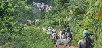 Vaqueiro contratado pelo Ibama é morto em terra indígena no Pará