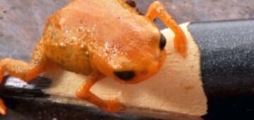 Nova espécie de sapo brasileiro é batizada em homenagem ao presidente Lula