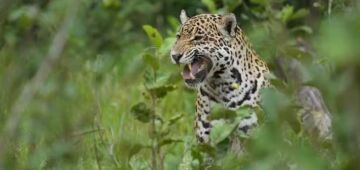 Cientistas mapeiam 162 patógenos com potencial de transmissão para humanos entre mamíferos no Brasil