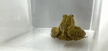 Estudo identifica rã resistente ao veneno da "vespa assassina" e possibilita tratar dor em humanos