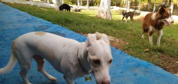 Viagem? Natal ou réveillon fora de casa? Confira locais onde você pode deixar seu pet em segurança