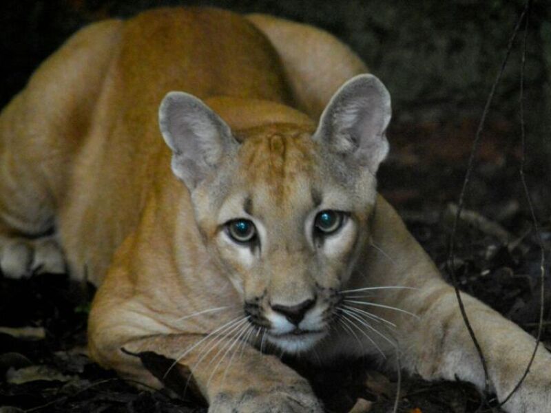 Onça-parda, quais as características desse felino?