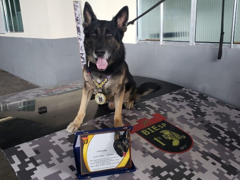 Pastor francês treinando no k9 com seu dono