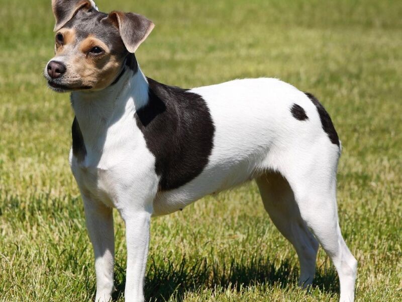 Fila Brasileiro: Saiba Tudo Sobre esse Cão de Guarda