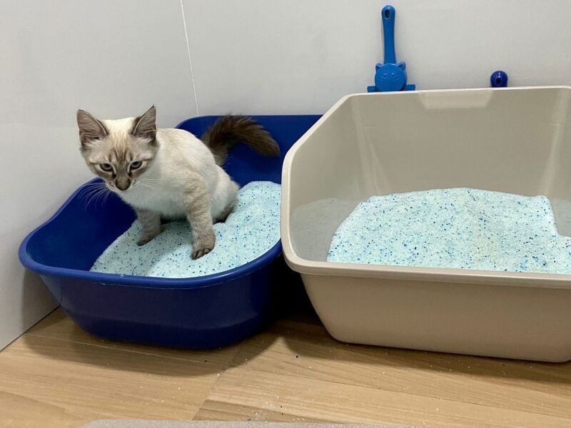 Qual a melhor CAIXA DE AREIA para gatos?  Caixa de areia para gato, Caixa  de areia gato, Caixa de areia