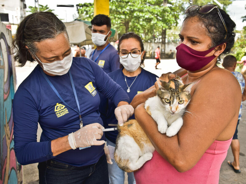 Recife eröffnet den Impfplan für Hunde und Katzen im Tierkontrollzentrum – Folha Pet